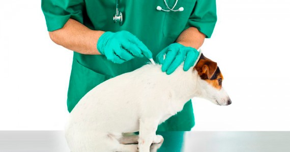 Clínica Veterinaria Villava Medicina preventiva