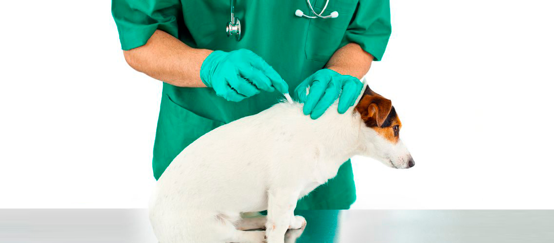 perro recibiendo tratamiento preventivo en clínica veterinaria