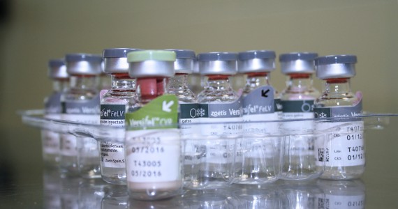 Clínica Veterinaria Villava Vacunación