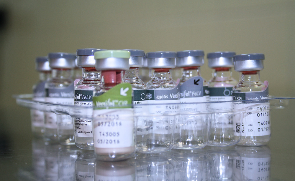 diferentes vacunas listas para aplicar en Veterinaria Villava