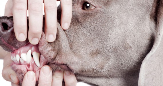Clínica Veterinaria Villava Higiene dental