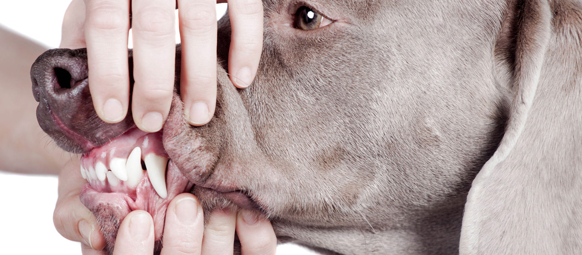 veterinario abriendo la boca de un perro para ver su salud dentalestras mascotas