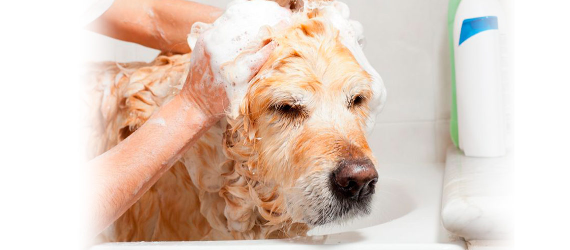 perro recibiendo un baño sanitario en peluquería canina