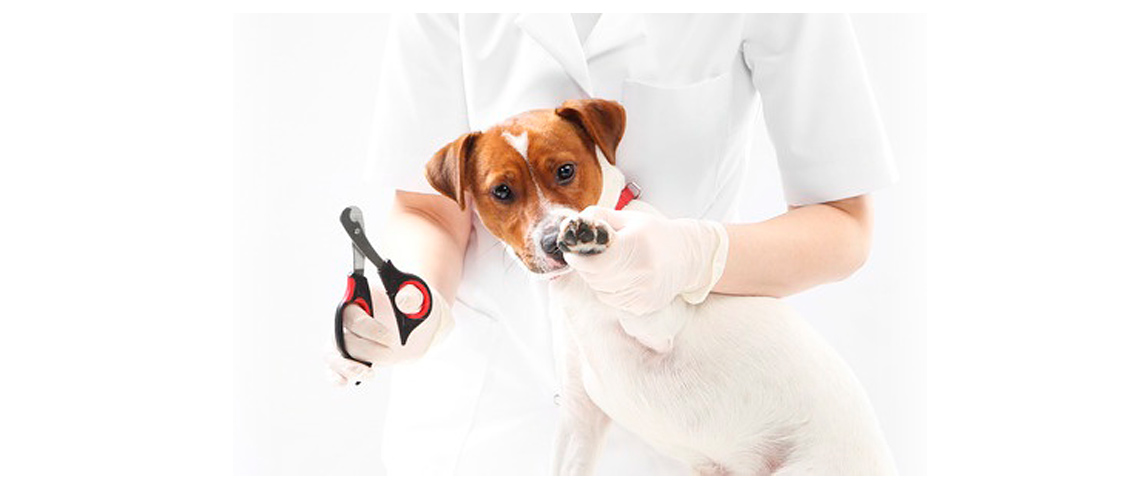 peluquera canina cortando las uñas a un perro