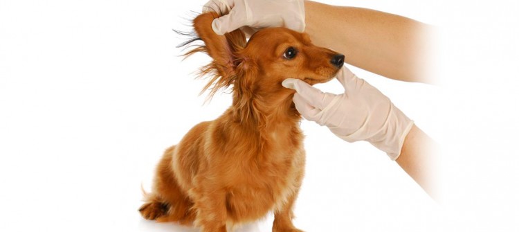 peluquera canina preparando a un perro para limpiarle los oidos