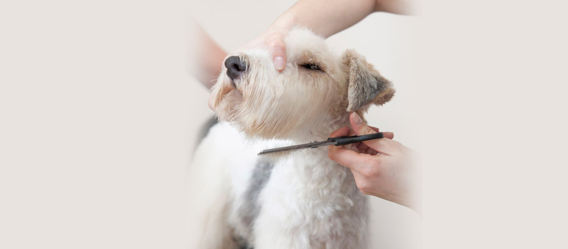 perro en peluquería canina, cortando el pelo
