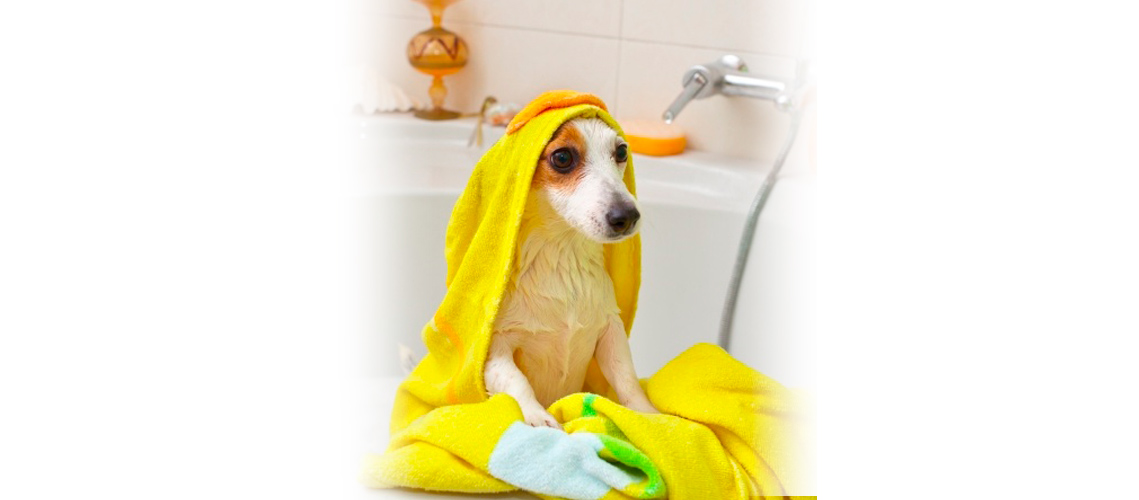 perro recibiendo un baño de ozonoterapia en peluquería canina