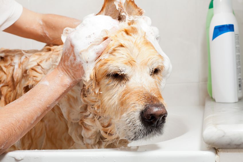baño sanitario de un perro en peluquería canina