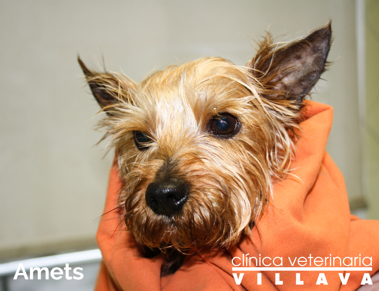 Amets, en la peluquería canina