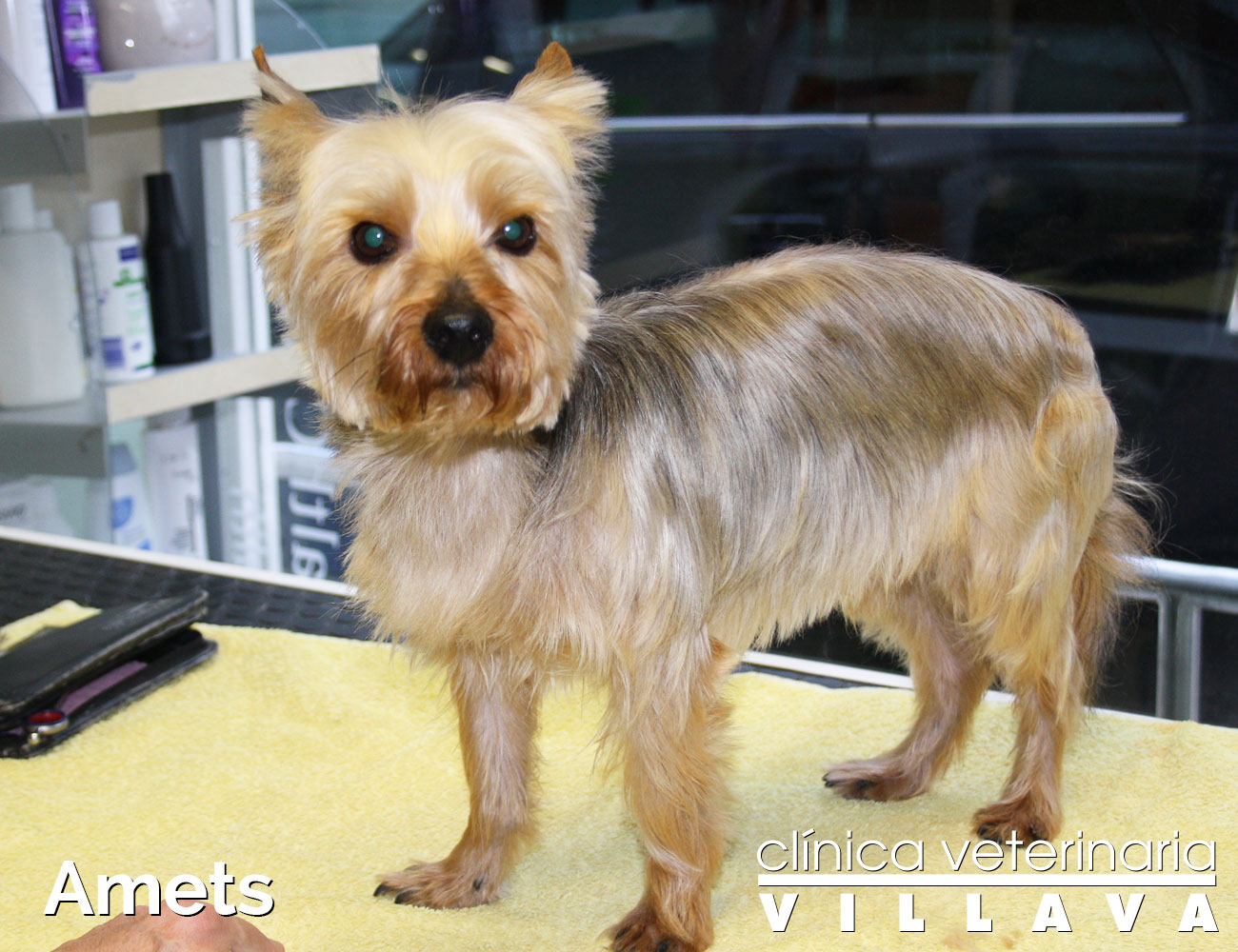 Amets, después de su paso por la peluquería canina