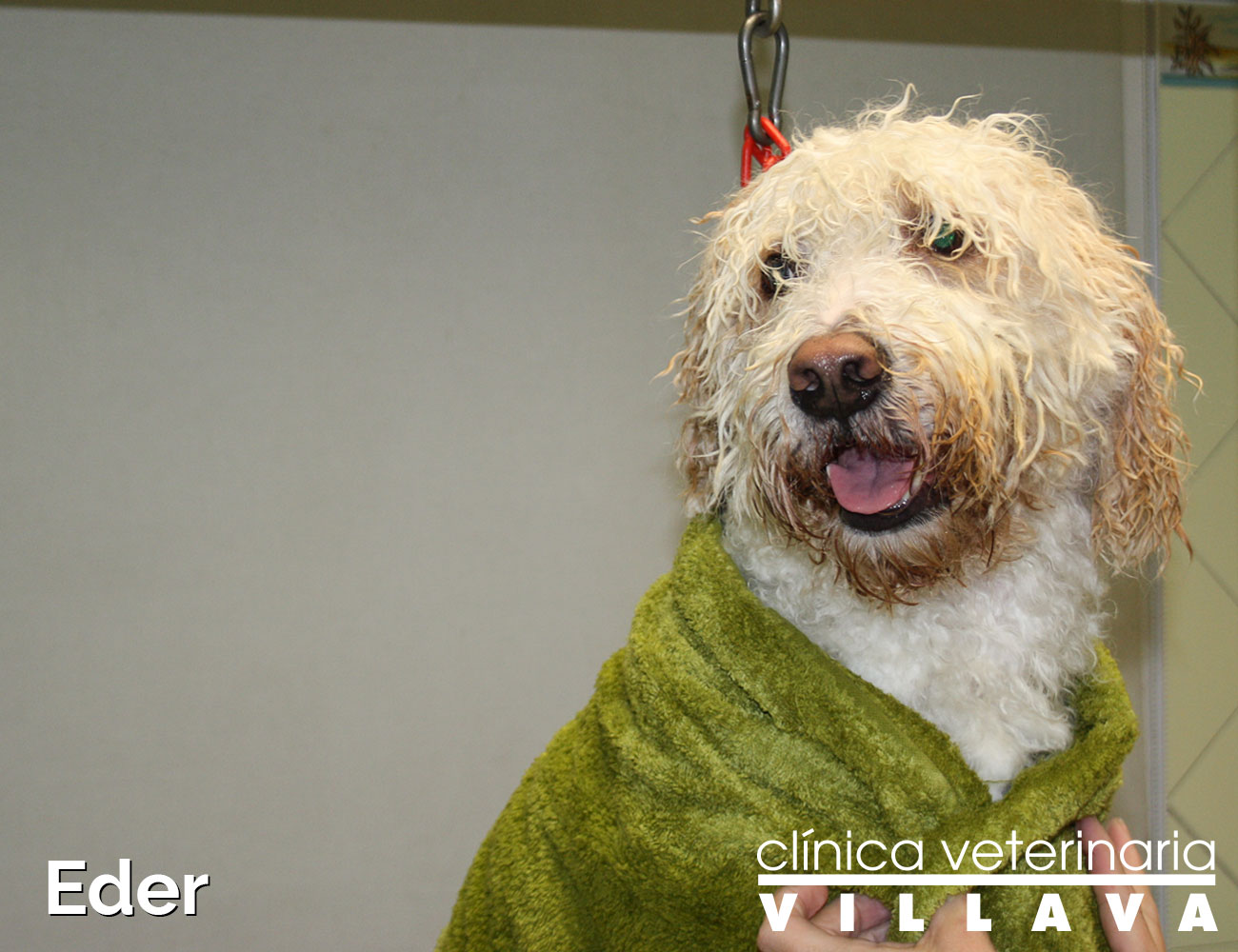 Eder, antes de su paso por la peluquería canina