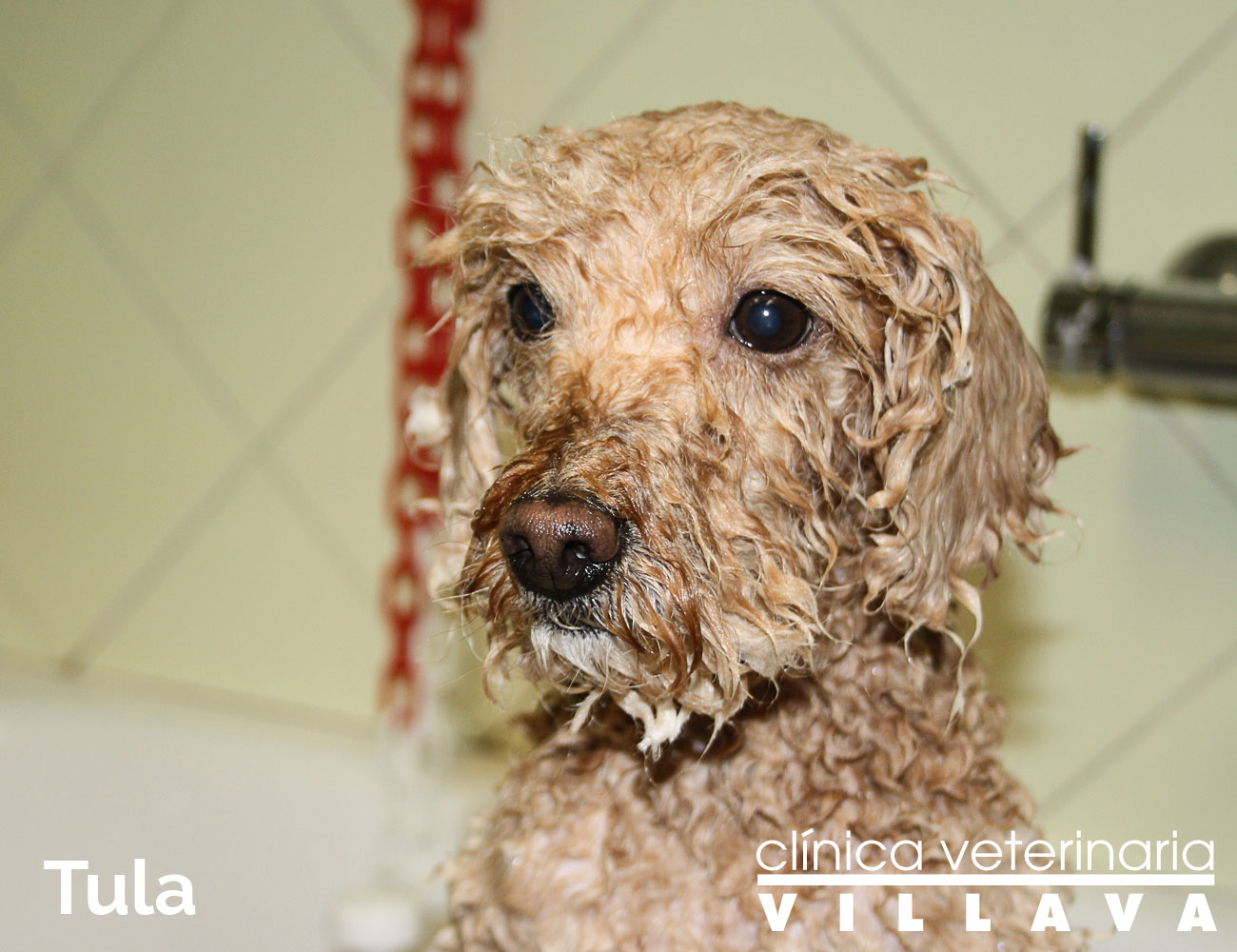 Tula, en la peluquería canina