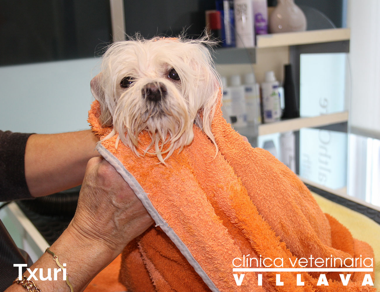 Txuri, antes de su paso por la peluquería canina