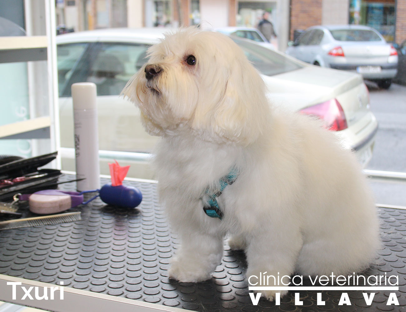 Txuri, en la peluquería canina