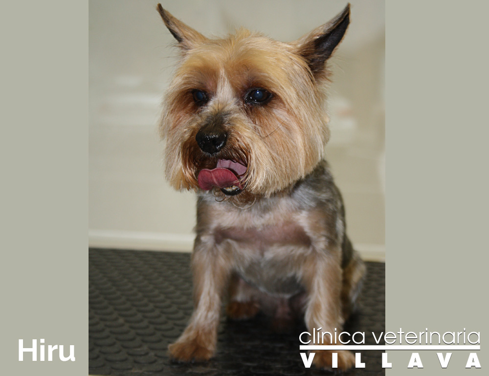 Hiru, yorkshire con corte de raza de peluquería canina