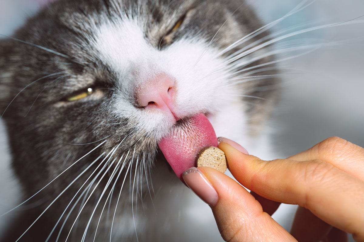 Gato toma pastilla con nutracéuticos: suplementos alimenticios naturales para mascotas