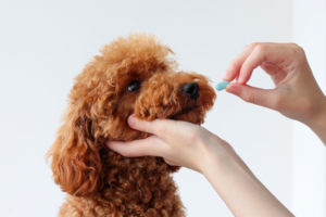 Perro toma pastilla de nutracéuticos: complementos alimenticios